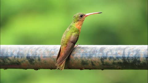 Facts about the hummingbird bird