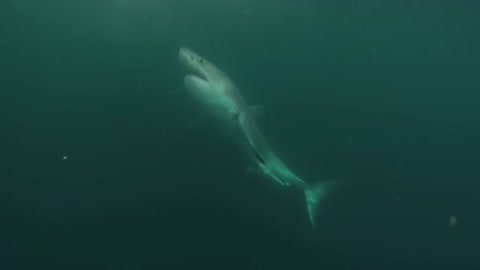 Great White Shark Teach Scuba Diver a Lesson.