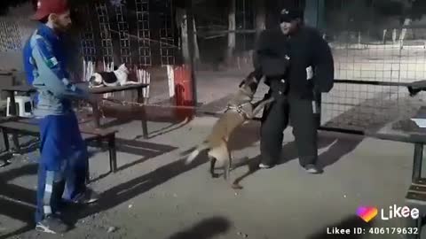Training the strongest guard and protection dogs