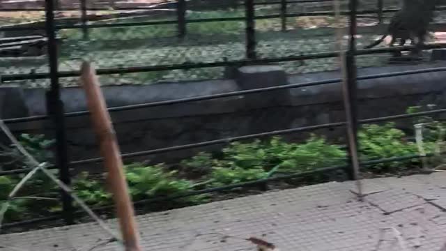 Lapaurt in zoo