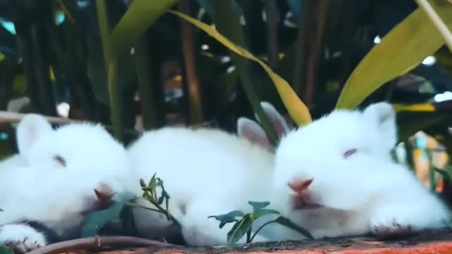 Cute Rabbit 😍|Rabbit Baby 🥰|My Bunny🐇|#shorts #cute #animal #rabbit #baby #status #youtubeshorts