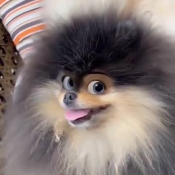 Cute puppies cute reaction|funny animal videos|pets short videos|funny dogs|Its haha time