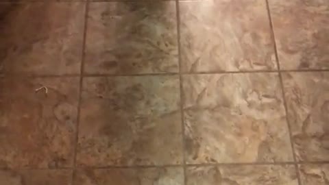 German shepherd catches kicked ball