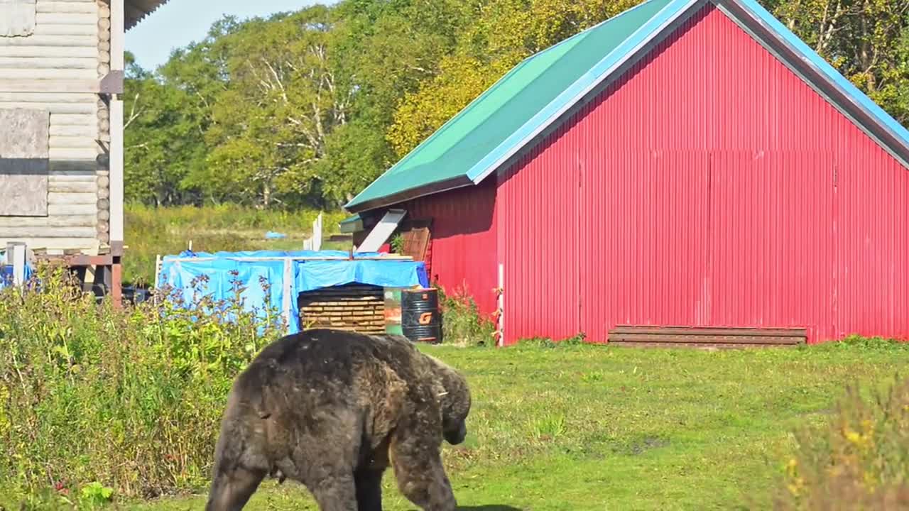 Bear dangerous wild animals. Avki Large brown predator walks along lush meadow