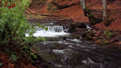 Gentle Autumn Rapids