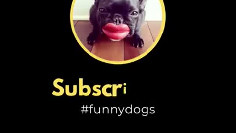 Super Funny Dog Videos