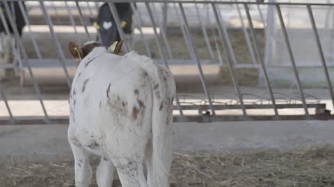 Beautiful brown and white cow on a farm turning around