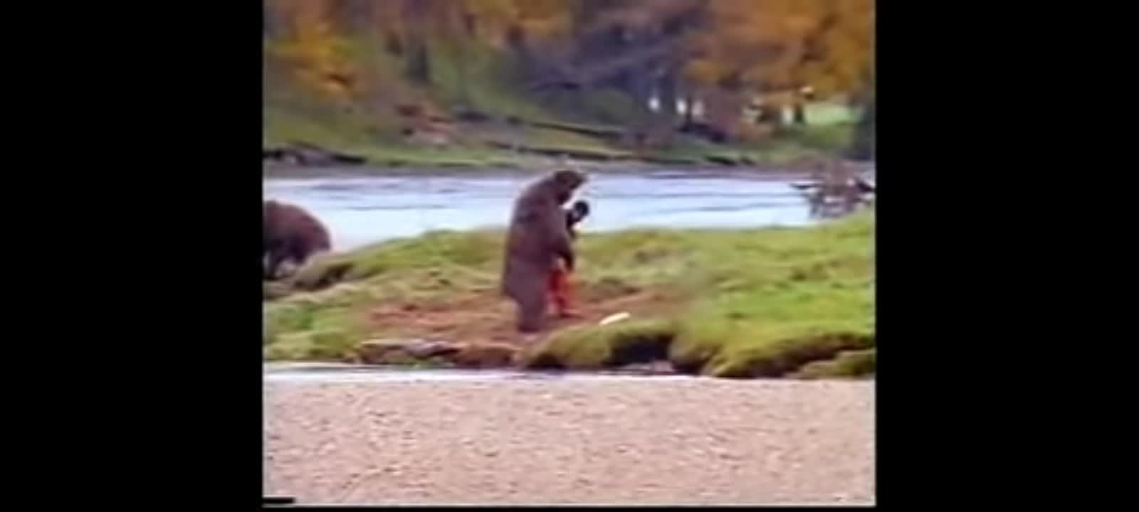 Bear fight