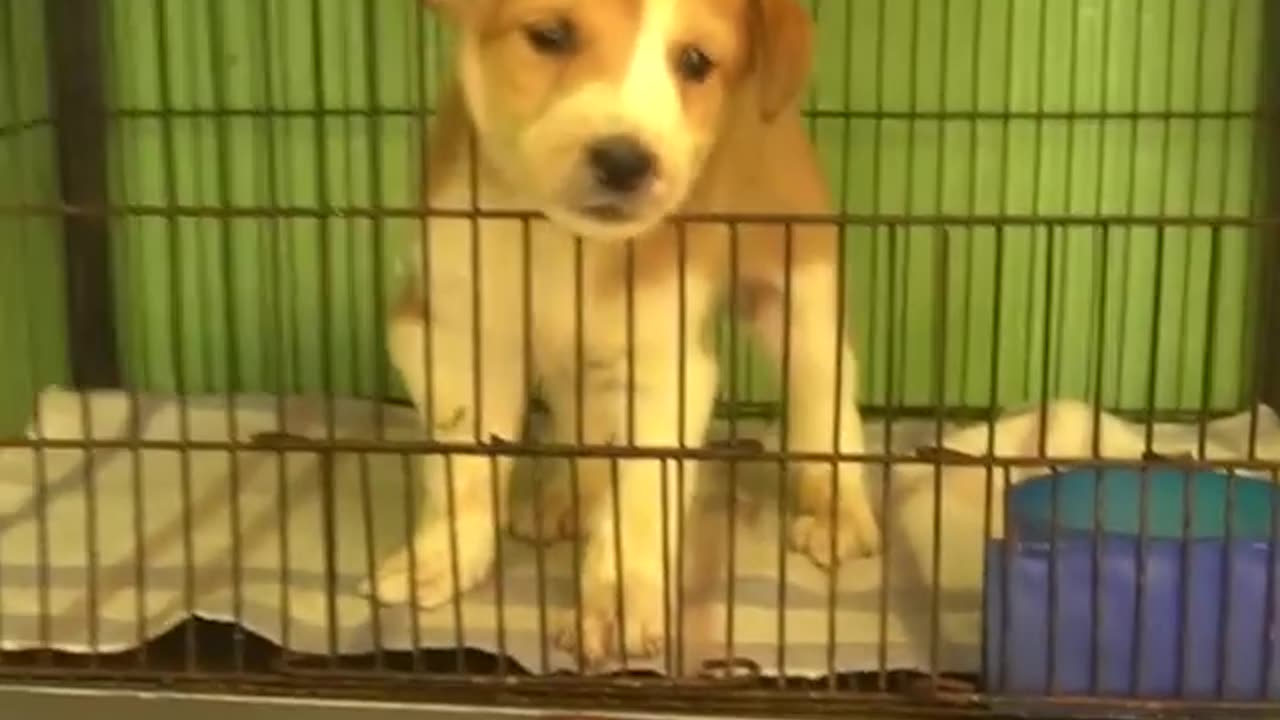 The Puppy Was Tired Of His Current Life Because He Was Abandoned