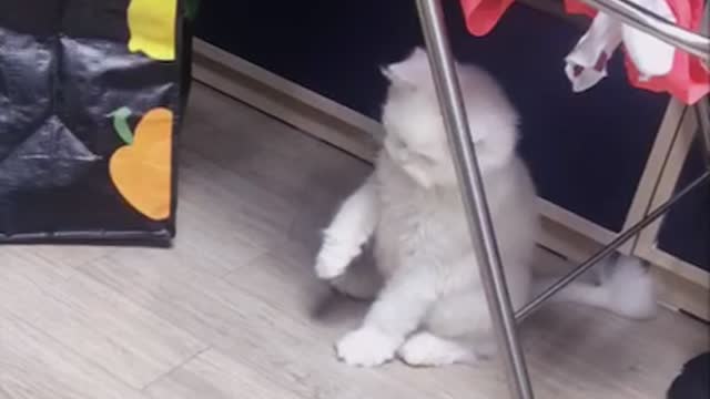 Cute cats are fighting