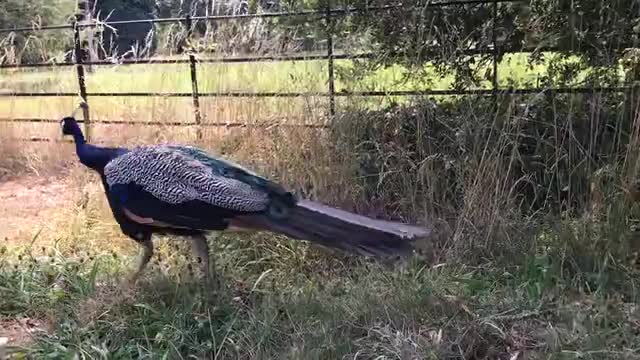 Peacock Behavioral voice modulations and its reasons