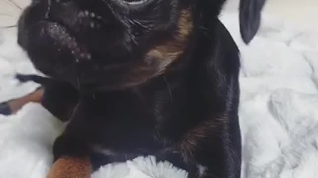 Black puppy dog chews broccoli on white blanket