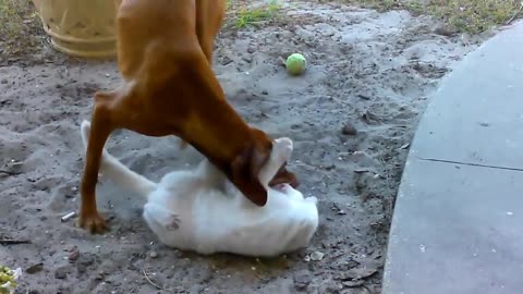 Dog and cat fighting