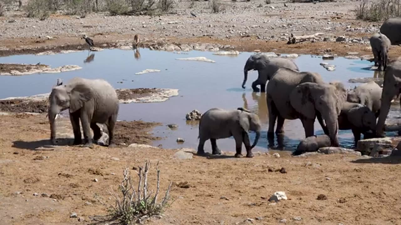 4K African Animals_ Hwange National Park - Amazing African Wildlife Footage with Real Sounds in 4K