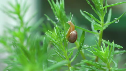 Snails are drinking dew