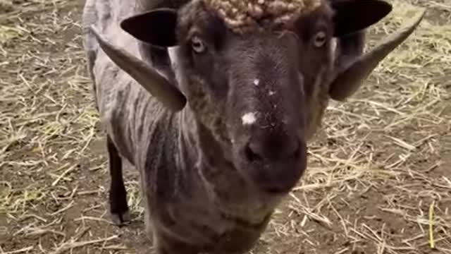 Shearing adult sheep for their own good