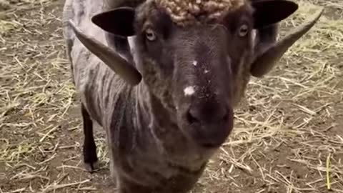 Shearing adult sheep for their own good