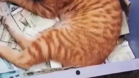 Funny animal video part 3