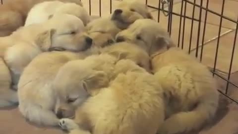 Crowds of dogs are sleeping