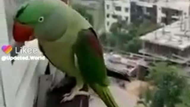 Raw parrot talking video