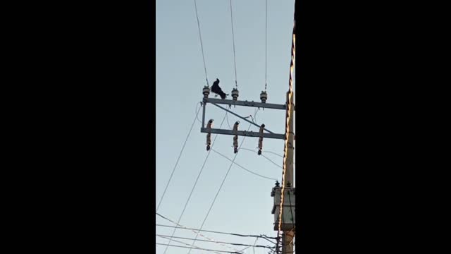 A chicken was electrocuted and rolled off a pole