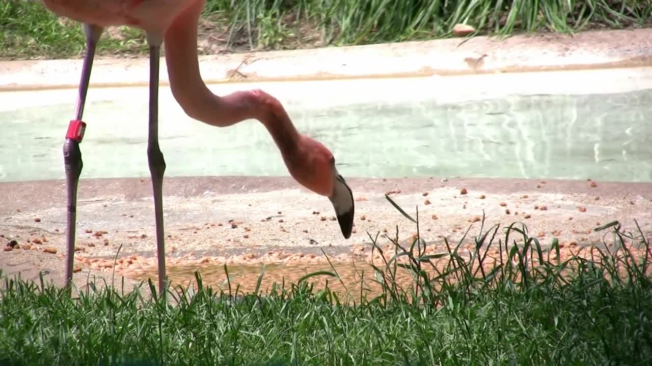 10MostExpensiveBirdsintheWorldp6