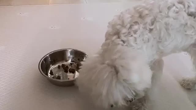 Puppy Jenny's so cute video (11)