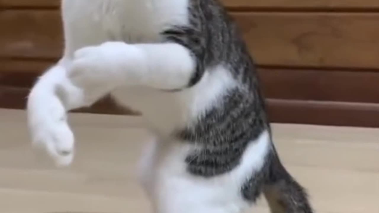 Kung fu cat Funny