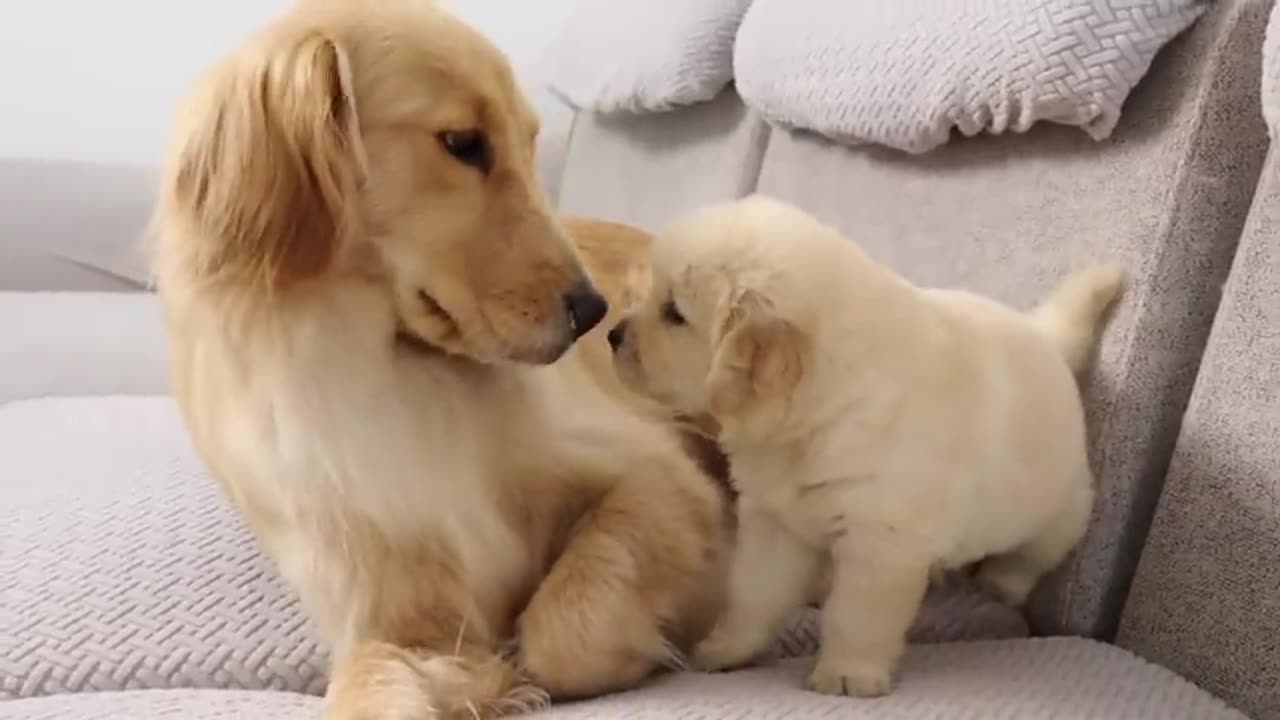 Golden Retriever Meets Puppy Just Like Him for The First Time 23