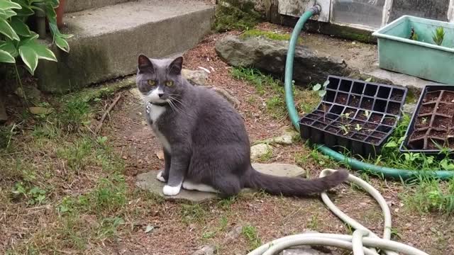 Grey Cat Stairs Animal Mammal