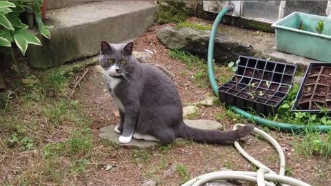 Grey Cat Stairs Animal Mammal