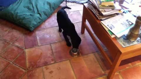 Black Lab Puppy Chasing Water Bowl