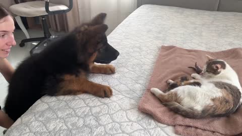 German Shepherd Puppy Reaction to Me Crying