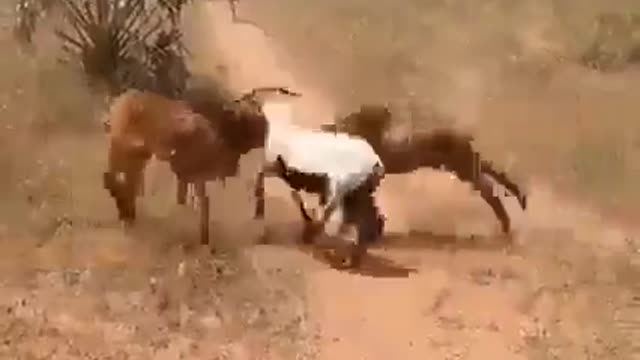 amazing animal fight