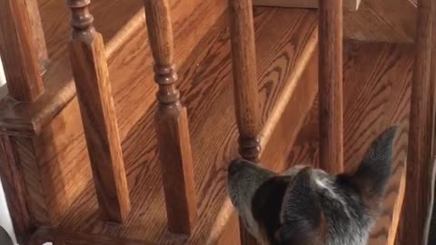 Small dog tries to play with cat through stairs cat runs away dog barks at it