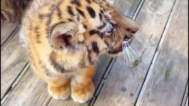 A cute little tiger