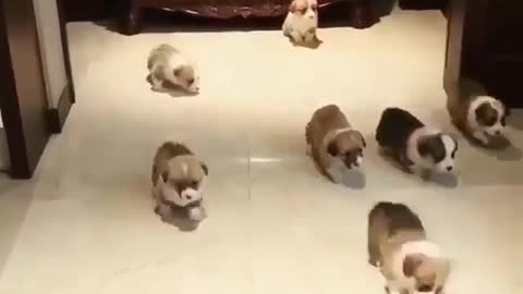 A litter of puppies