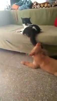 Cat Slaps Dog's Face Like She’s Playing The Fruit Ninja Game
