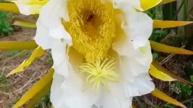 beautiful white flower