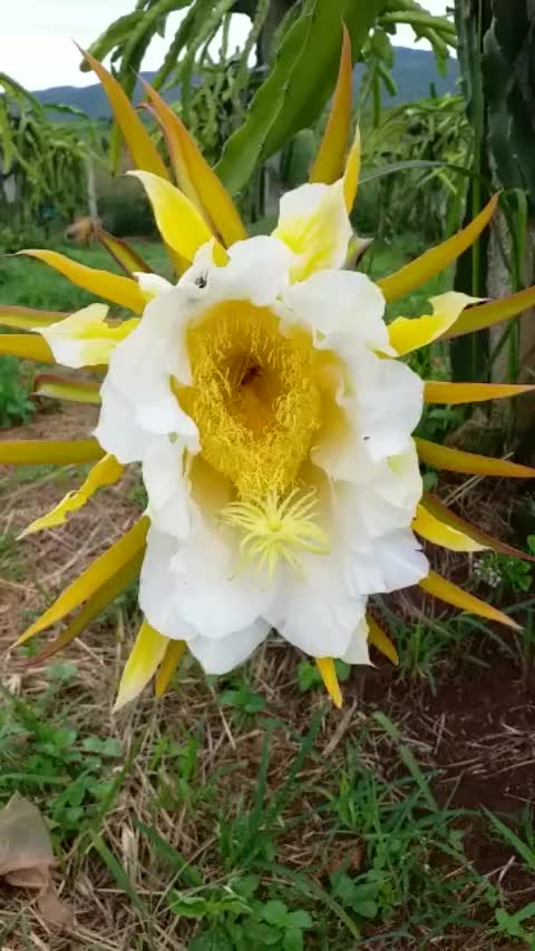 beautiful white flower