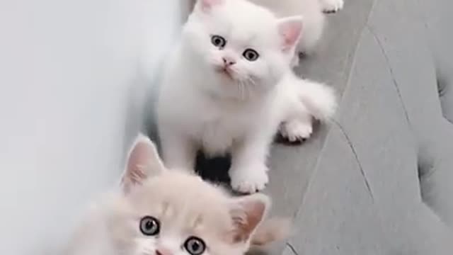 Best Funny Cats and Dogs Compilation ♥ Cute Baby Animals & Funny Pets #Shorts#