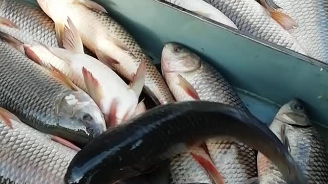 Amazing Fish Cutting Video