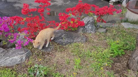 Cats who like flowers