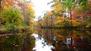 River Foliage