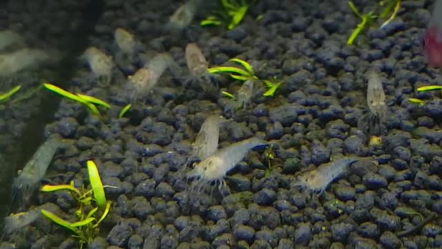 Small shrimps' meal time