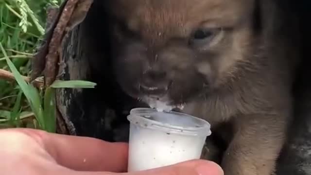 Brought some milk for the abandoned puppy