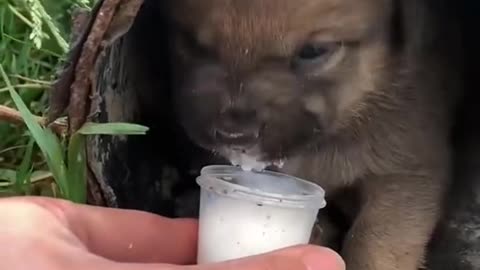 Brought some milk for the abandoned puppy