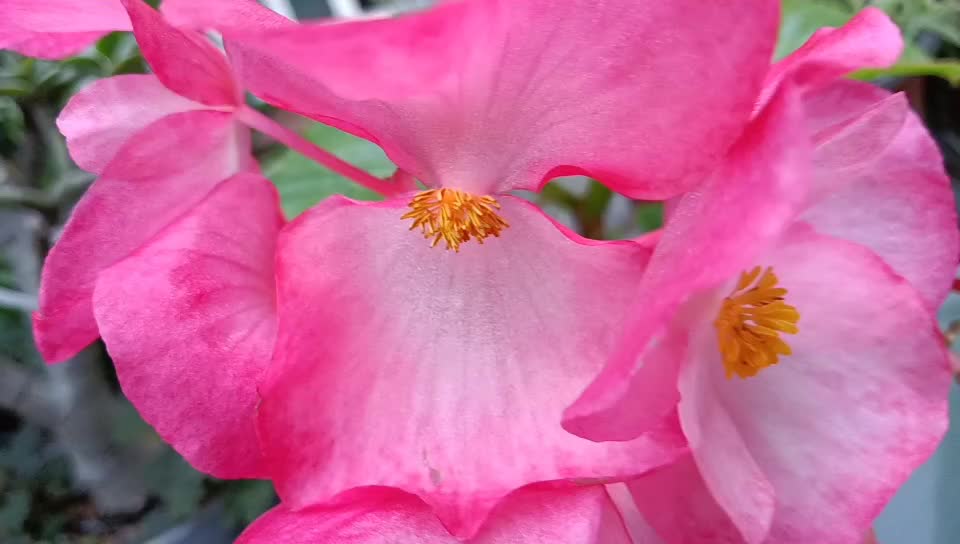 The color of this pot of flowers is beautiful