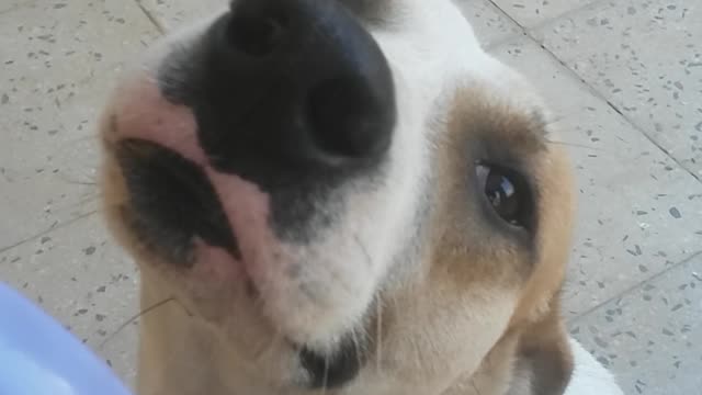 Pet dog and peautiful