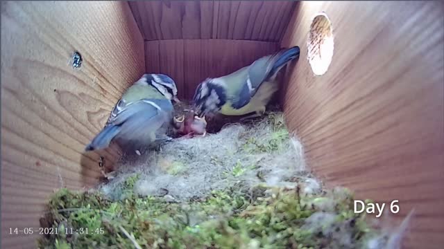 First Egg Hatching to Chicks Fledging - 21 days in 21 mins - BlueTit nest box camera highlights 2021